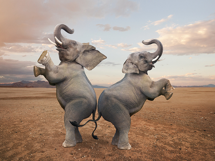 Myth #3 of investing: “Elephants cannot dance (i.e., large caps cannot grow fast).”